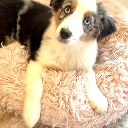 BMF Yahtzee - Blue merle female Australian Shepherd puppy in Shelby, Alabama from Legacy Farms