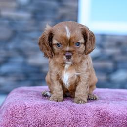 Ben - Ruby male Cavalier King Charles Spaniel puppy in Sugarcreek, Ohio from Chocolate Cavalier