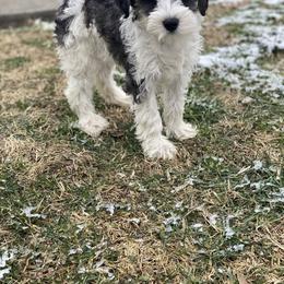 Miniature Schnauzer Puppies from kathi burke