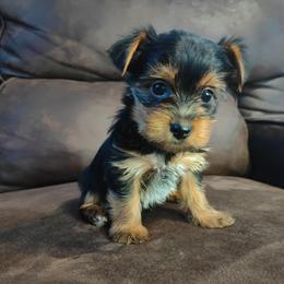 Mr. Blue - Black and tan male Yorkshire Terrier puppy in Woodway, Texas from The Yorkie Empire