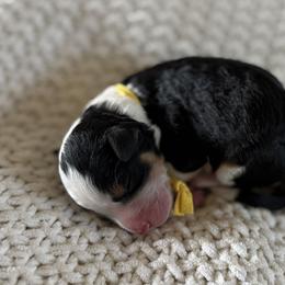 Banana - Tri-color male Bernedoodle puppy in Modesto, California from Central Valley Canine Companions