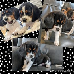 Beagle Puppies from Jennifer Knapp's Beagles