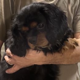 Carlos - Cavalier King Charles Spaniel