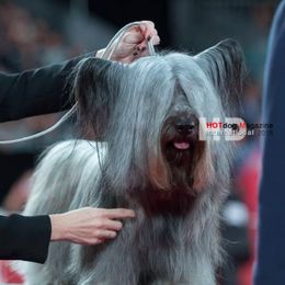 Skye Terrier All Grown Up from High Road Skye Terriers
