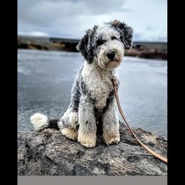 Bernedoodle, Goldendoodle, Poodle, and Sheepadoodle All Grown Up from Kerr Kanine Ranch