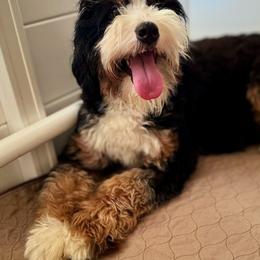 Bear - Bernedoodle