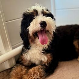 Bear - Bernedoodle