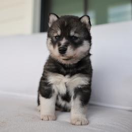 Stone - Agouti and white male Siberian Husky puppy in Myakka City, Florida from SoFlo Siberians