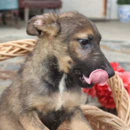 Full DDR East German Male - 8998 - Sable male German Shepherd puppy in Newville Al, Alabama from Triple S DDR German Shepherds