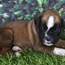 Ava - Fawn female Boxer puppy in Billings, Missouri from Azaleas Euro Boxers & Boston Terriers