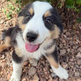 Onyx - Black tri male Miniature American Shepherd puppy in Phoenix, Arizona from Outlaw Minis