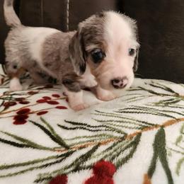 Silky wirehair Small Akc - Dapple female Dachshund puppy in Torrance, California from Lucky Dachshunds