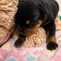Girl 4 - Black and mahogany female Rottweiler puppy in Arizona from TRK Rottweilers