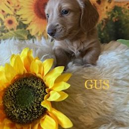 Dachshund Puppies from GretaLo Dachshunds