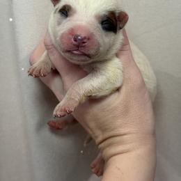 Fergus - Red speckled male Australian Cattle Dog puppy in Rosharon, Texas from 4Surge Cattle Dogs