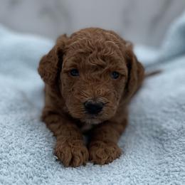 Wishbone - Red  male Goldendoodle puppy in Kansas City, Kansas from Bella & Ivy’s Mini Goldendoodles of KC