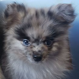 Munchie - Blue merle male Pomeranian puppy in Burton, Michigan from Ranger's Pomeranians