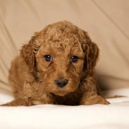 Rosie (Orange Collar) - Cream female Goldendoodle puppy in Palmetto Bay, Florida from SOMIDOODLES