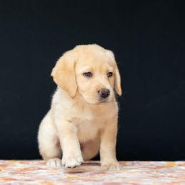 Waffle - Yellow Labrador Retriever puppy in Pittsburgh, Pennsylvania from Sun Ridge Labradors
