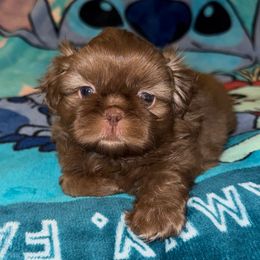Sweeney - Chocolate female Shih Tzu puppy in Birmingham, Alabama from Lavender Lane Tzus