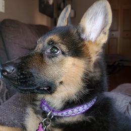 German Shepherd Puppies from Strittmater Kennels