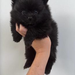 Boy 3 - Black male Pomeranian puppy in Jackson, Tennessee from Little House Pomeranians