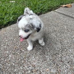 Toy Australian Shepherd Puppies from Toy Aussies of Kingwood