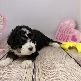 Female 3 - Tri-color female Bernedoodle puppy in Wytheville, Virginia from Pine Brook Pups