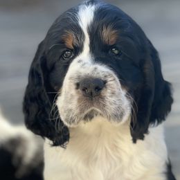 Boy 2 - English Springer Spaniel puppy in Sumter, South Carolina from Small Batch Spaniels