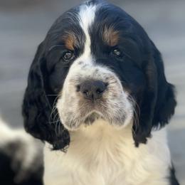 Boy 2 - English Springer Spaniel puppy in Sumter, South Carolina from Small Batch Spaniels