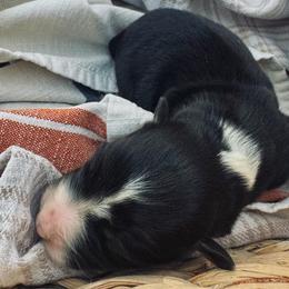 Girl 3 - Black tri-color female Australian Shepherd puppy in Berne, Indiana from White Silo Aussies