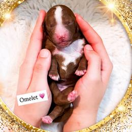 Omelet - Red  female Goldendoodle puppy in Kissimmee, Florida from Poodle Doodle Kennels