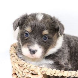 Opal - Gray and white American Corgi puppy in Stilwell, Oklahoma from Barton Farms Corgis
