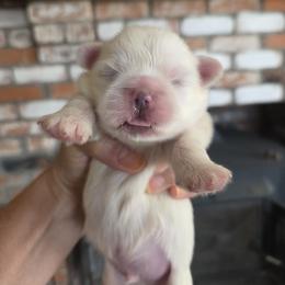 Tofu - White male Pekingese puppy in Kingman, Arizona from Harveys