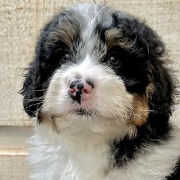 Bernedoodles, Goldendoodles, and Havapoos from Kruger Doodles