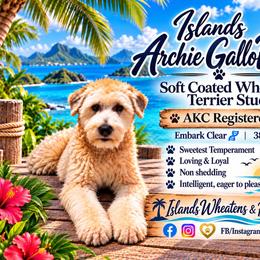 Soft Coated Wheaten Terrier puppies from Islands Wheatens and Poodles
