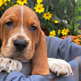 Basset Hound and Beagle Puppies from Orange Mountain Basset Hounds & Beagles