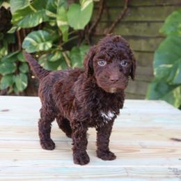 Cupid (Black Collar) - Chocolate male Goldendoodle puppy in Palmetto Bay, Florida from SOMIDOODLES