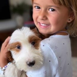 Dot - Parti female Goldendoodle puppy in Yuciapa, California from AlltheDoodlez_