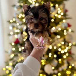 Jasper - Black and tan male Yorkshire Terrier puppy in Pittsburg, California from Crystal Garden Yorkies