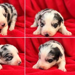 Zipper - Red merle male Border Collie puppy in Alamogordo, New Mexico from Twisted Biscuit Border Collies