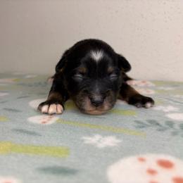 Nani - Black tri female Miniature Australian Shepherd puppy in Brenham, Texas from Stone N Rose Kennels