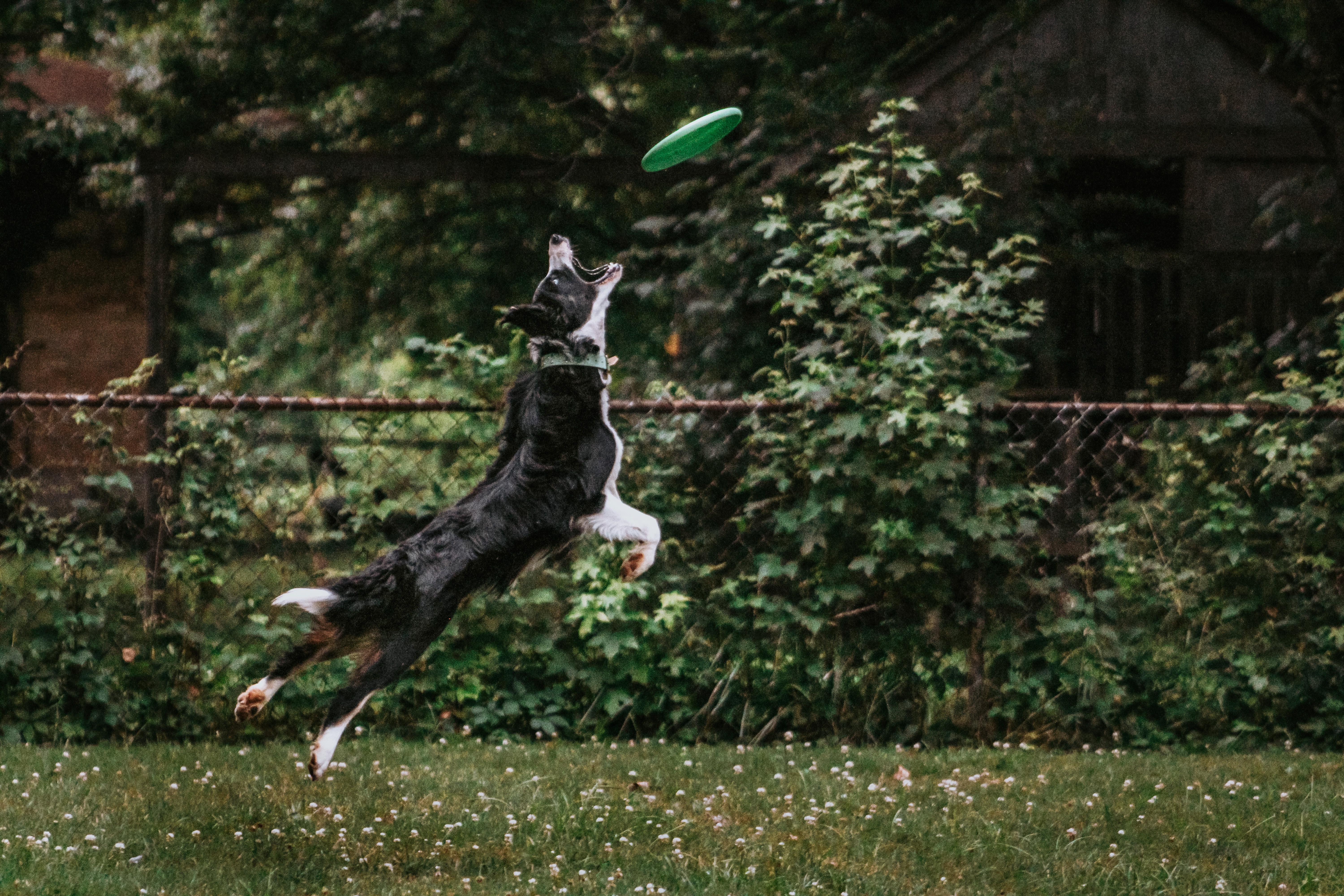 25 cute Border Collie puppies for sale in Cincinnati, Ohio | Good Dog