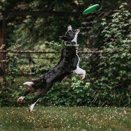Border Collies and English Shepherds from Kefi Collie Co