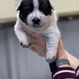 Girl 2 - Australian Cattle Dog puppy in Osceola, Iowa from 4C Cattle Dogs