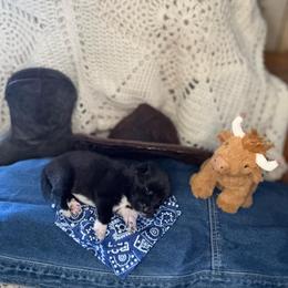 Boy 4 Wrangler - Black male Anatolian Pyrenees puppy in Clifton, Illinois from Mcginnis Guardian Dogs