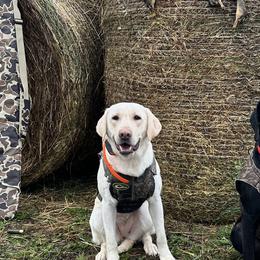 Labrador Retrievers from Bethel Woods Kennels