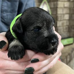 Stella - Salt and pepper female Miniature Schnauzer puppy in Dawson, Georgia from Faith Farm Miniature Schnauzers