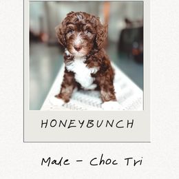 Honeybunch - Tri-color male Bernedoodle puppy in Jackson, Missouri from Pincksten Family Doodles