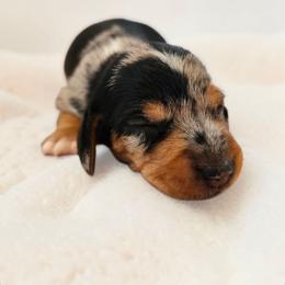 Poppy-CKC Registration - Dapple female Dachshund puppy in Stoneville, North Carolina from Yadkin Valley Dachshunds